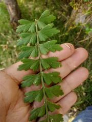 Asplenium praemorsum