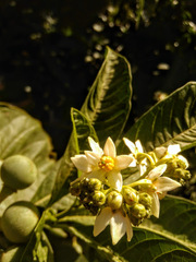 Solanum oblongifolium