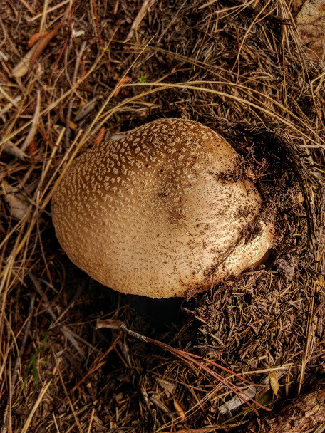 Amanita brunneolocularis · December 2018 · photo: © nicolasr (iNaturalist, cc-by)