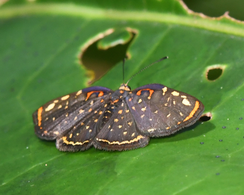 Mariposa festiva