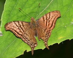 Hypanartia dione