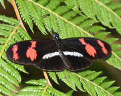 Heliconius telesiphe