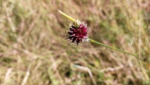 cesnak poľný (Allium vineale)