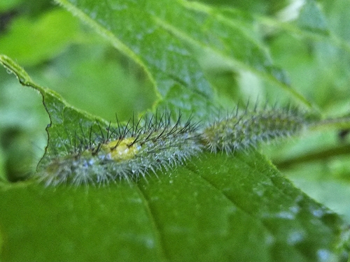 Joe-Pye Weed Plume Moth photo 3