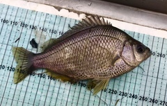 Hysterocarpus traskii