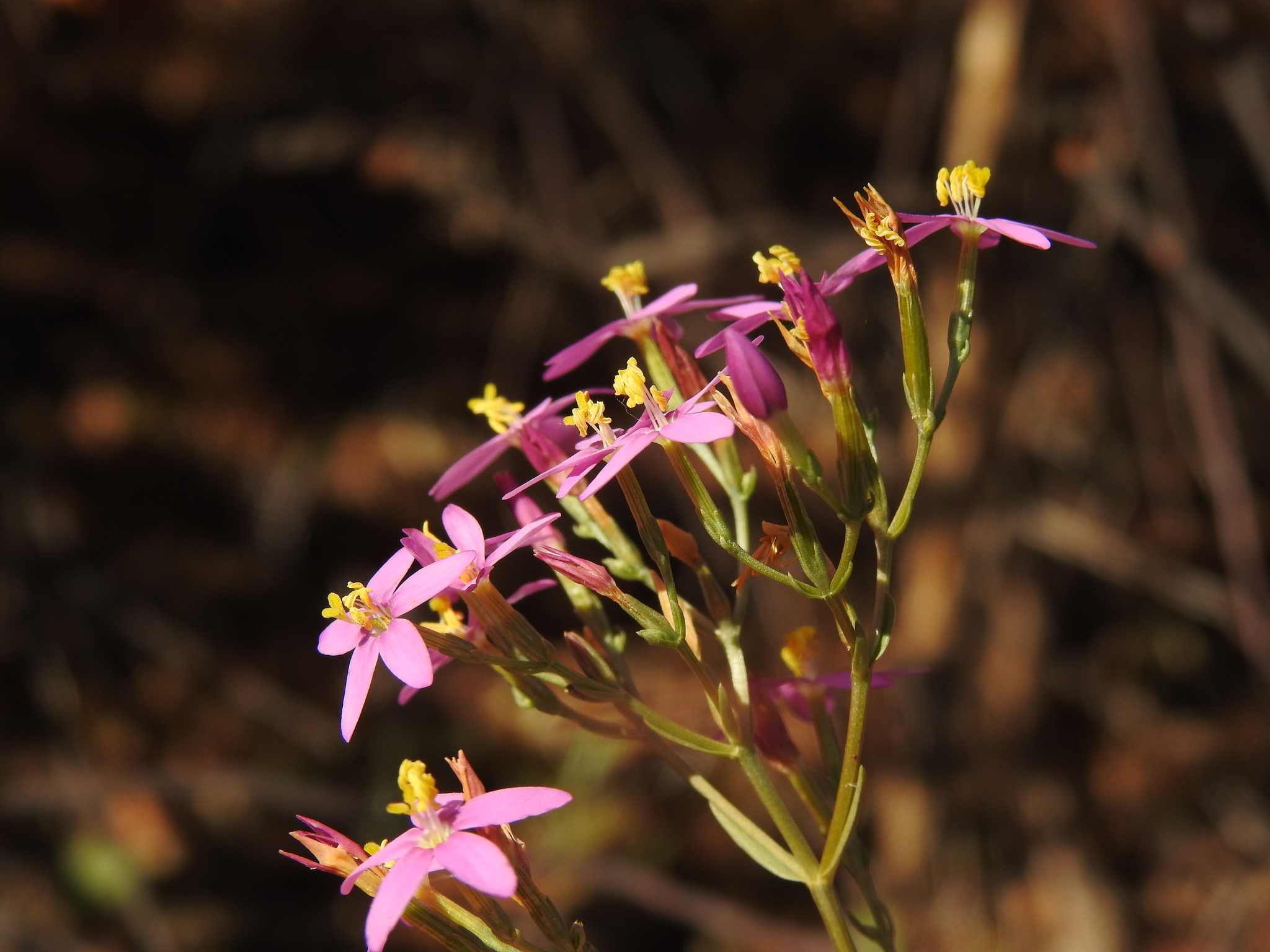 Centaurium erythraea majus