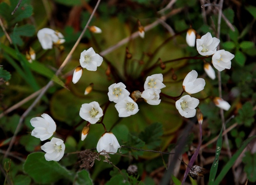 Drosera macrophylla