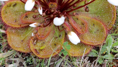 Drosera macrophylla
