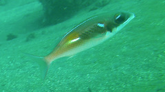 Scolopsis xenochrous