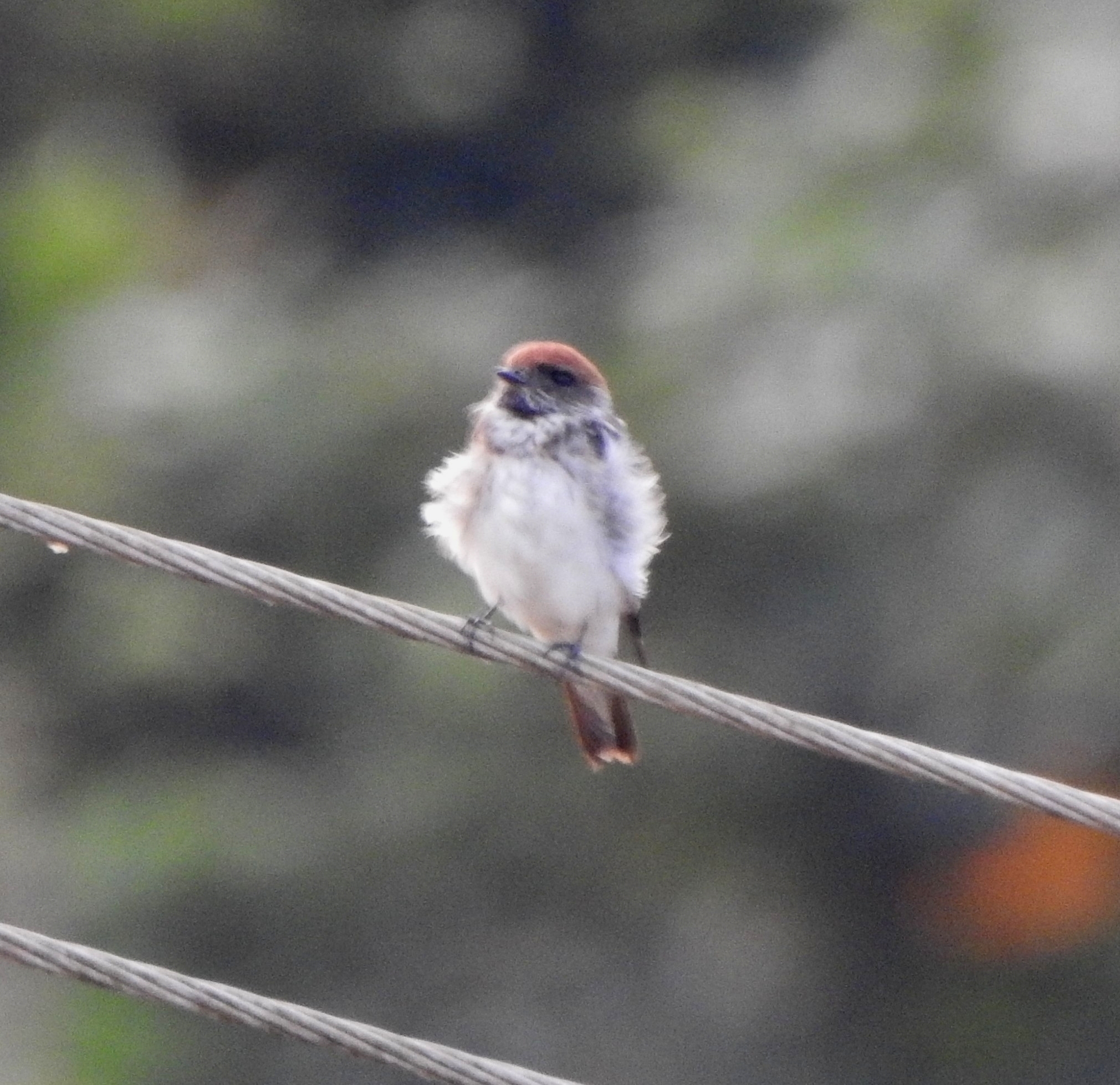 Streak-throated Swallow (Petrochelidon fluvicola)