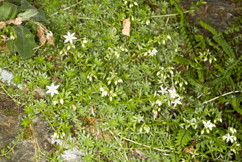 Sedum monregalense