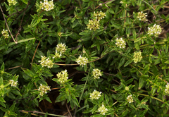 Agathisanthemum bojeri image