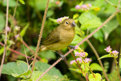 Sporophila nigricollis