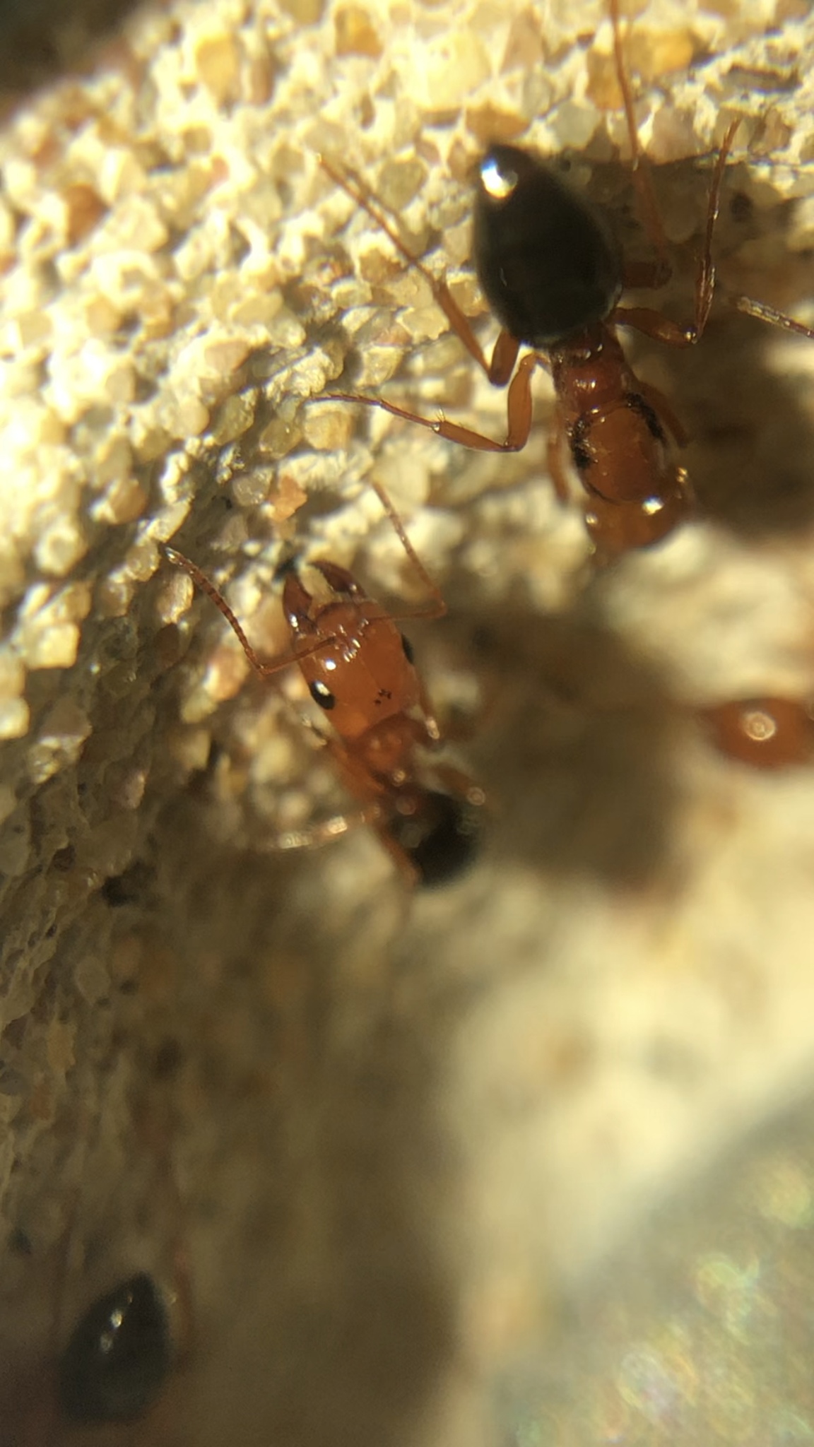 Rossomyrmex quandratinodus
