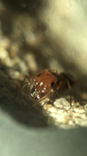 俄蚁属Rossomyrmex