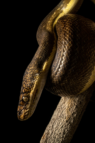 Timor Python — seen at this dive site