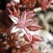 Reddish Stonecrop - Photo (c) sara, some rights reserved (CC BY-NC-ND)