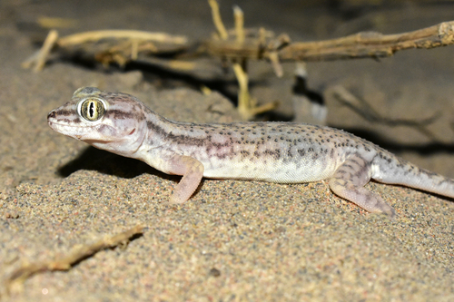 Comb-toed Gecko