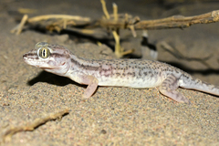 Comb-Toed Gecko photo 2