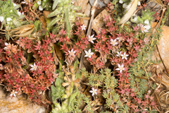 Sedum rubens