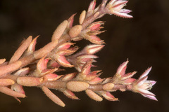 Sedum rubens