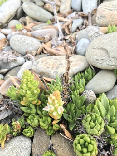 Image of Orostachys japonica by no rights reserved
