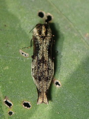 Agrilus langei
