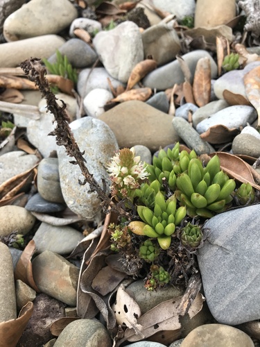 Orostachys japonica