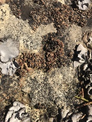 Psora pseudorussellii image