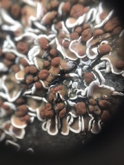Psora pseudorussellii image