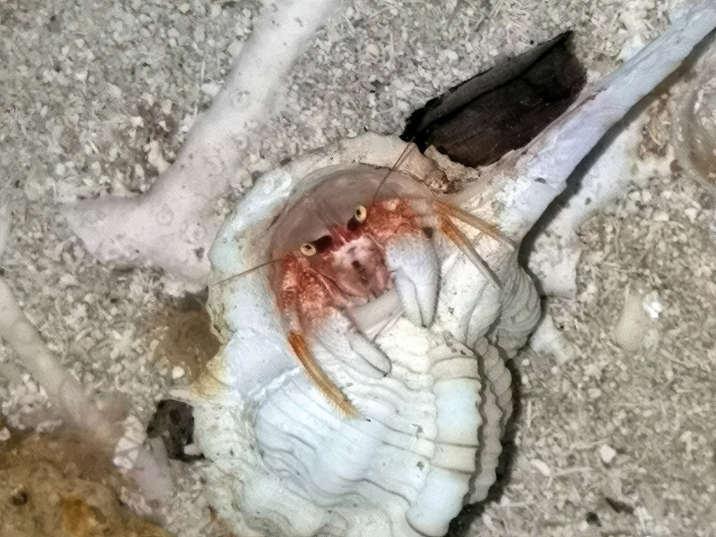 Paguristes aulacis