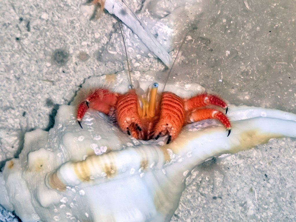 Ciliopagurus babai