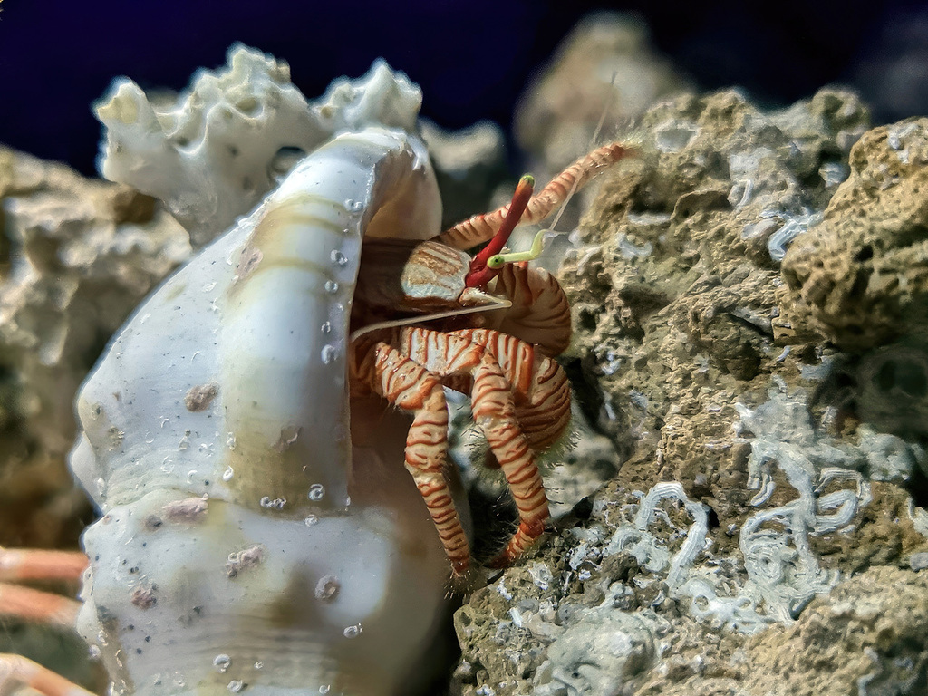 Ciliopagurus major