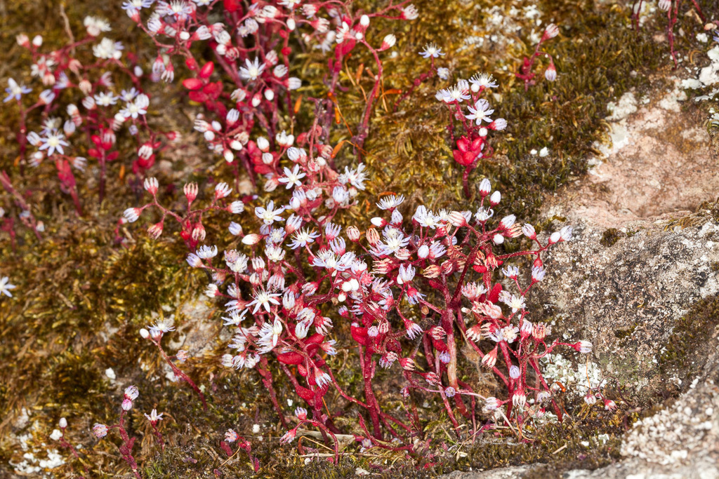 Sedum coeruleum Vahl