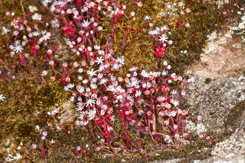 Oreosedum caeruleum (L.) Grulich 2