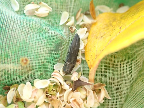 Agrilus yamawakii