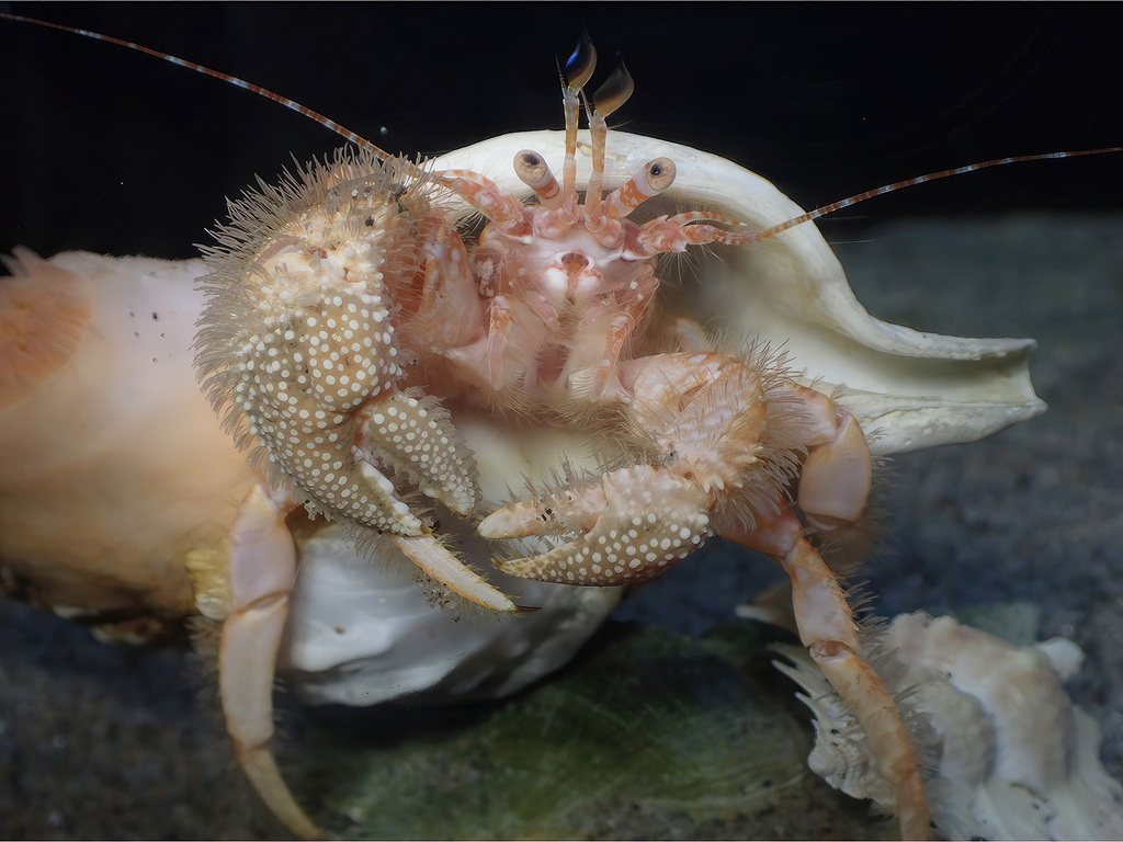 Propagurus miyakei