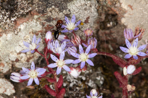 Oreosedum caeruleum (L.) Grulich 3
