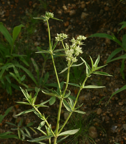 Agathisanthemum image