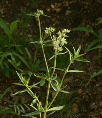 Image of Agathisanthemum bojeri