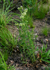 Agathisanthemum bojeri image