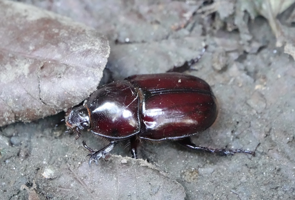 Megaceras from Santa Marta (Dist. Esp.), COMA, CO on April 13, 2023 at