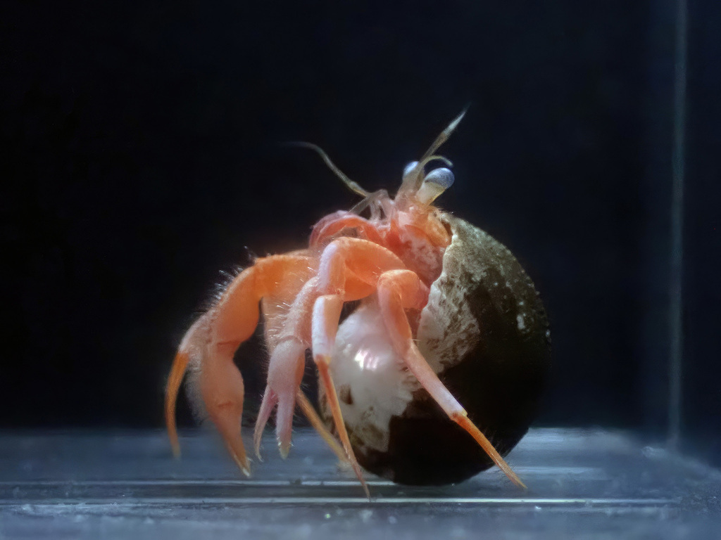 Pagurodofleinia