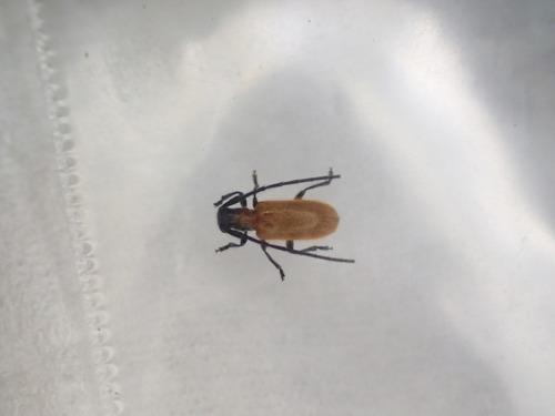 Penthides rufoflavus