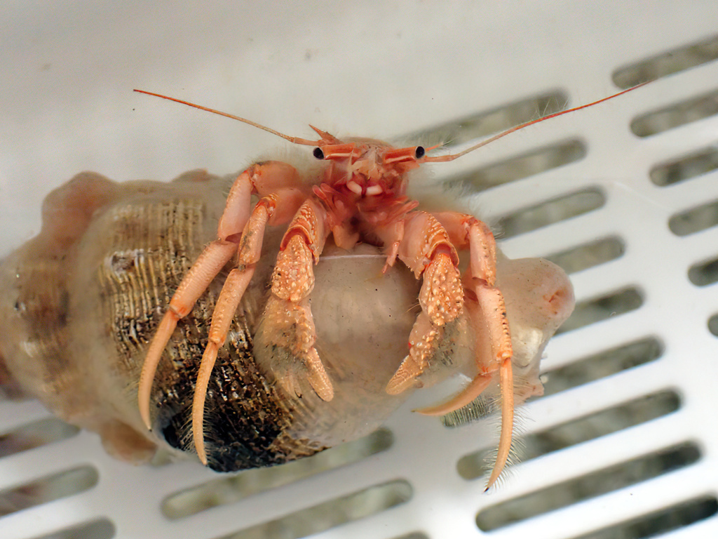 Paguristes palythophilus