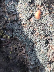 Fuscopannaria coralloidea