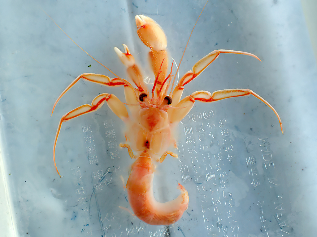 Strobopagurus
