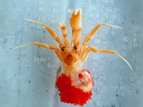 Strobopagurus gracilipes