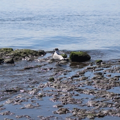 Leucophaeus pipixcan