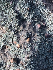 Fuscopannaria coralloidea